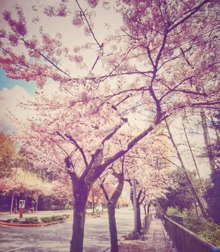 secret cherry blossom map rv langley canada