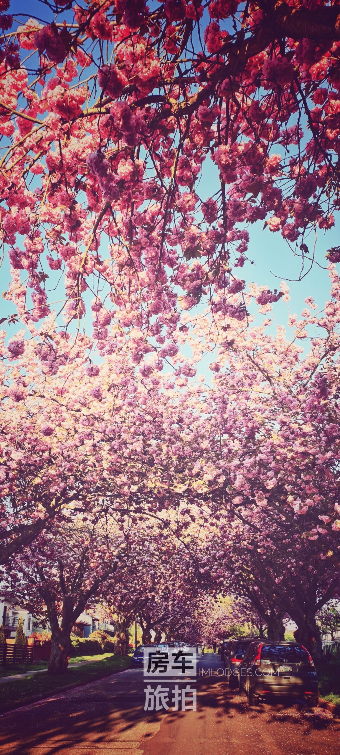 imlodges rv cherry blossom in vancouver